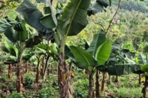 IMG_8466_Original IMG_8466_Original